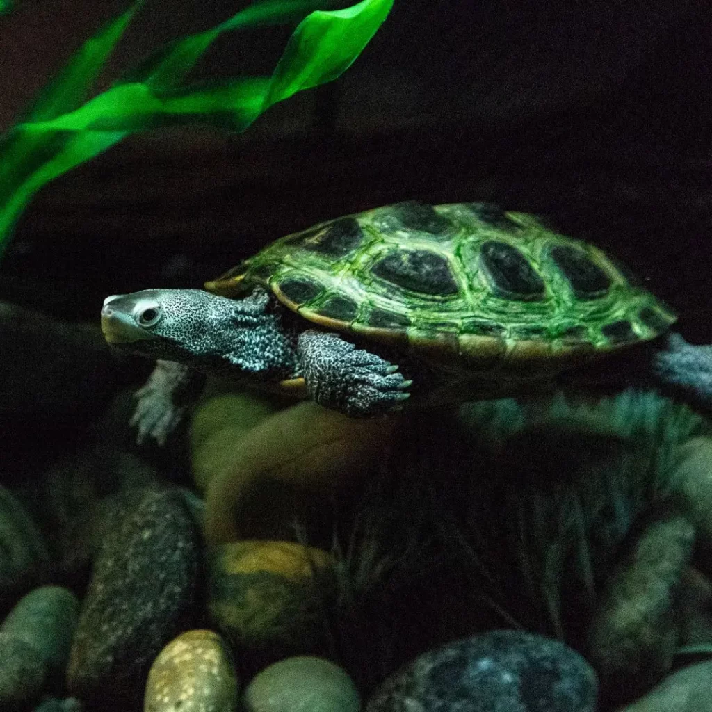 Diamond-Back Terrapin Turtle