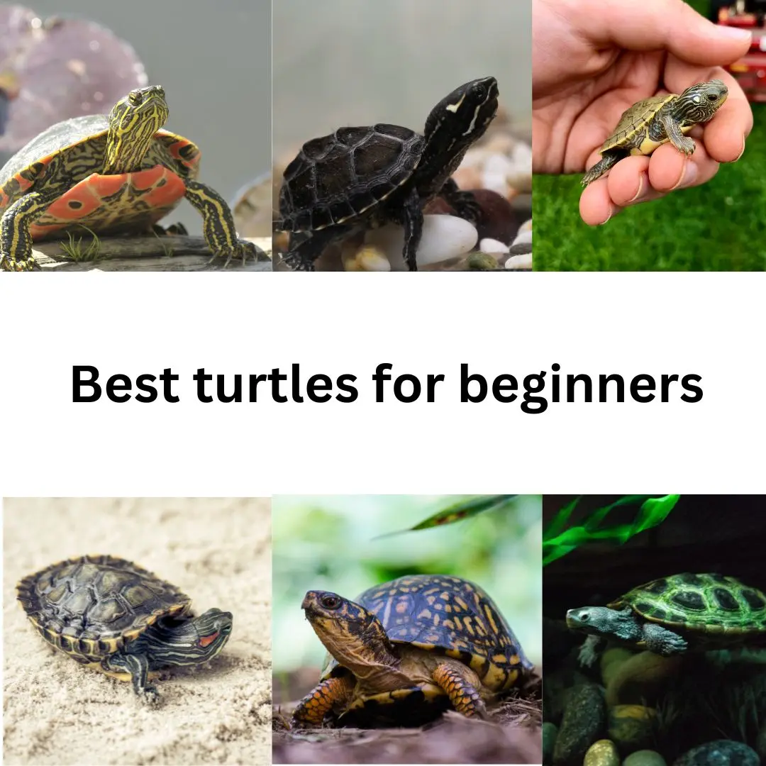 Best Pet Turtles for Beginners
