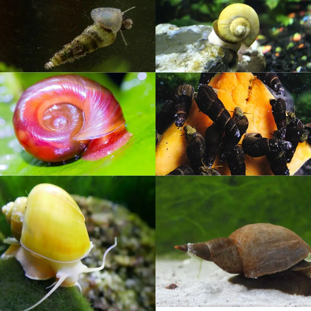 Snails for Turtle Tank