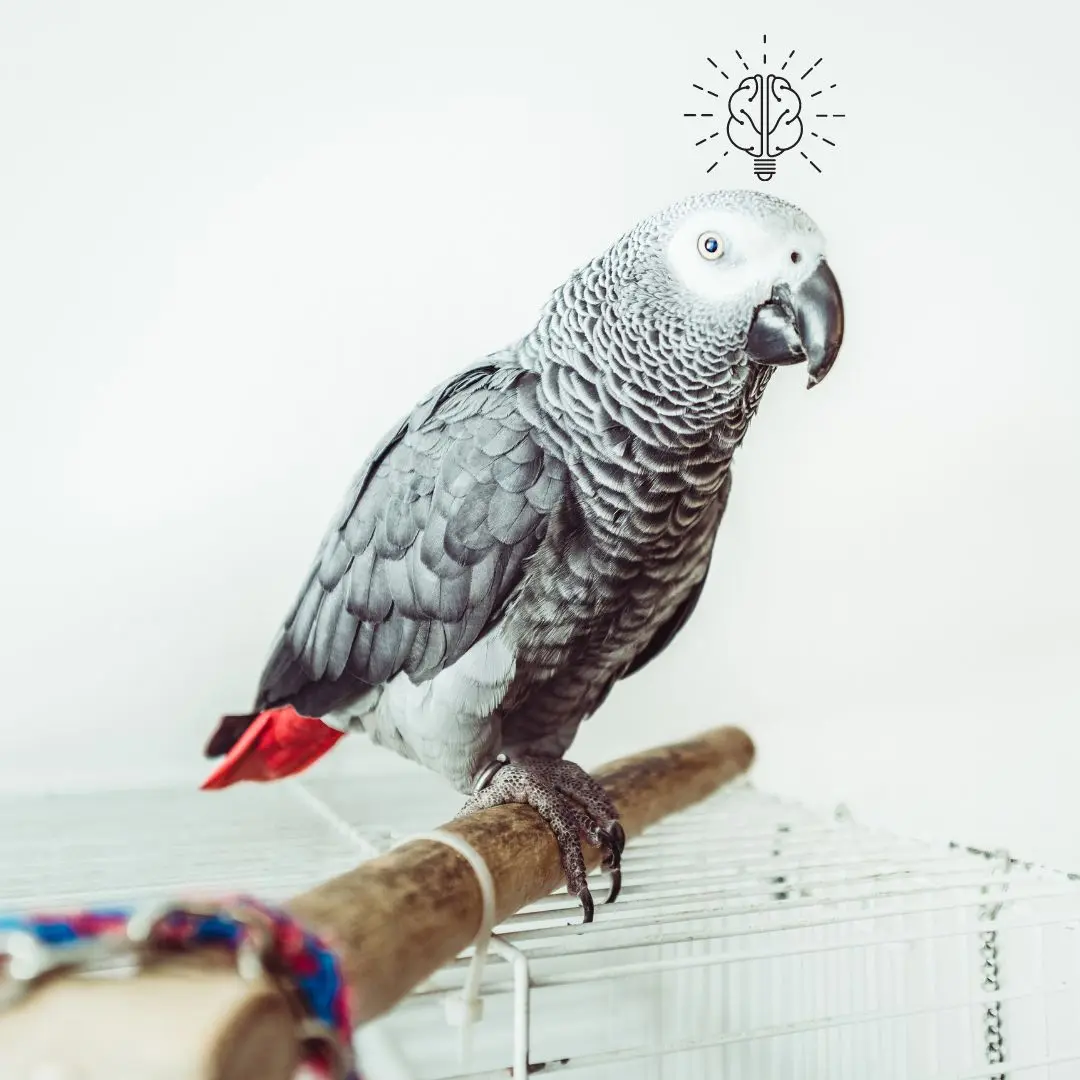African Gray Parrot Intelligence