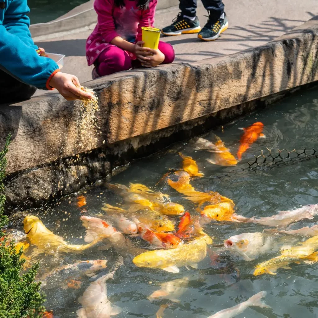 a family feeding koi fish in the pond