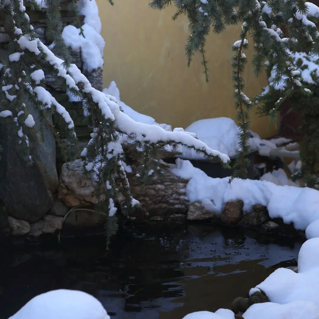 Koi Fish In Winter. A koi pond in winter