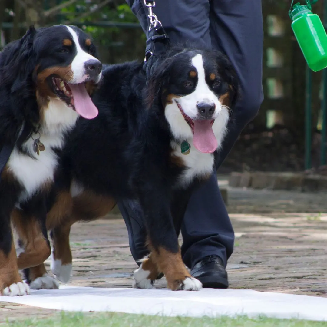 The Majestic Bernese Mountain Dog: Life With a Berner