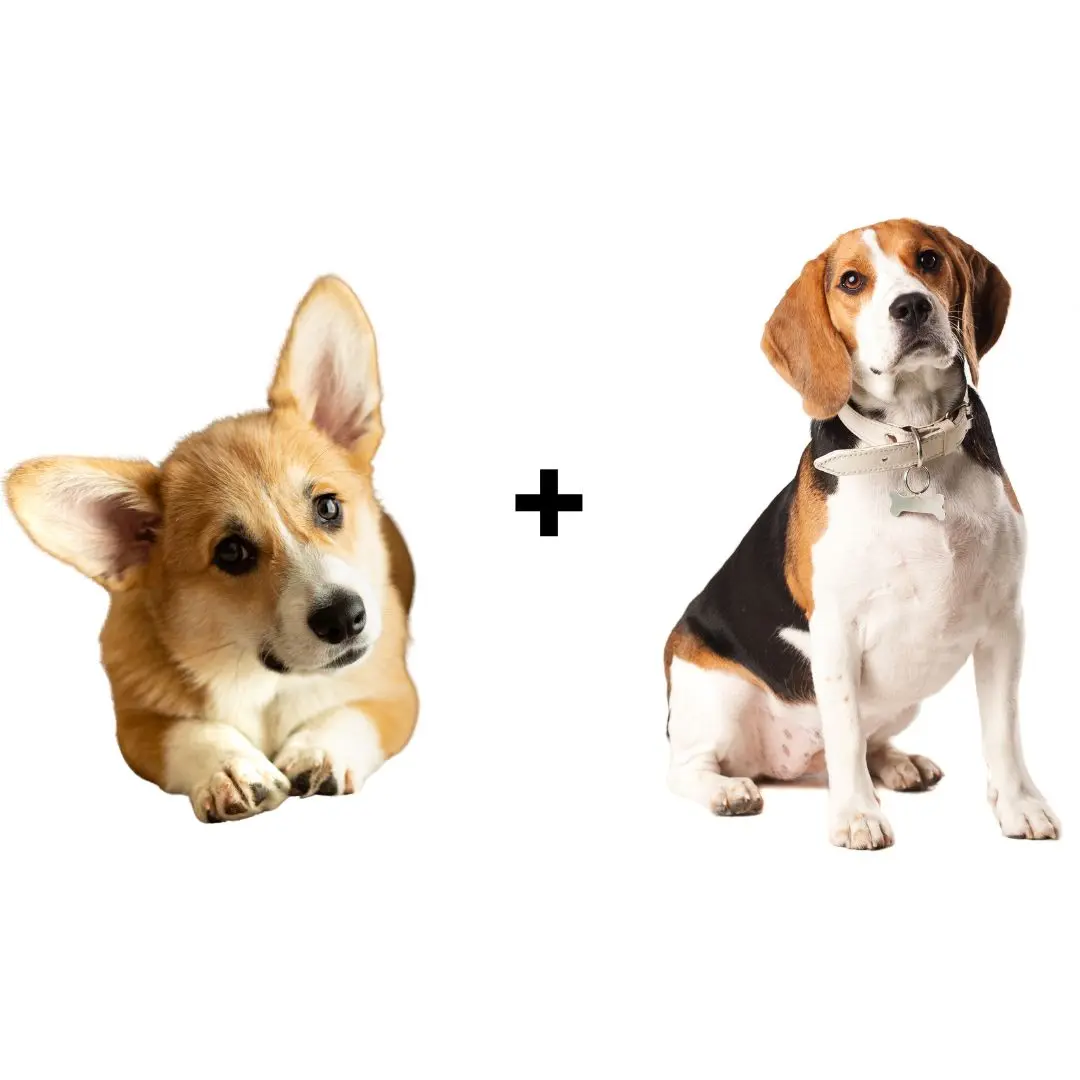 Corgi Beagle Mix: Origin, Lifespan, Health & Care Tips